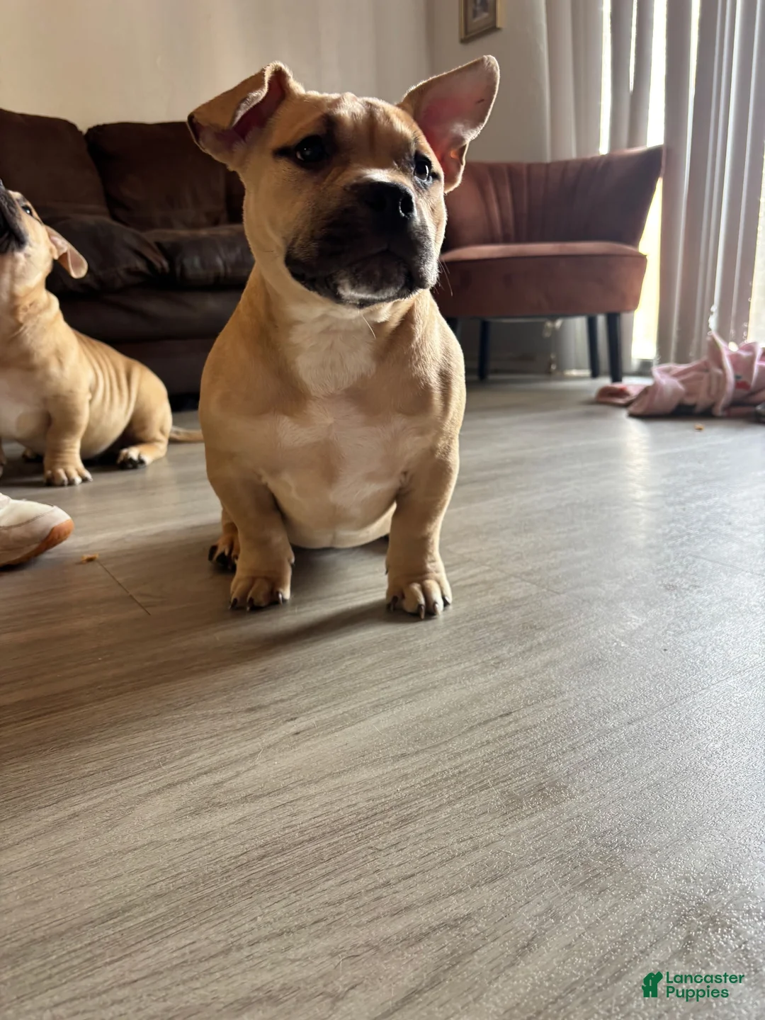 American Bully dogs for sale: American Bully Puppy 3 - Ad 2