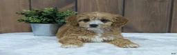 Cavapoo dogs for sale: Cavapoo Puppy 1 - Ad 7