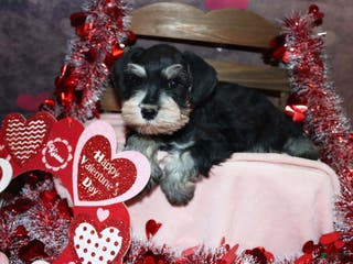 Miniature Schnauzer dogs spencer - Ad 31