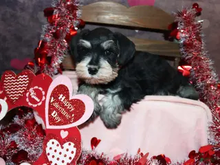 Miniature Schnauzer dogs spencer - Ad 37