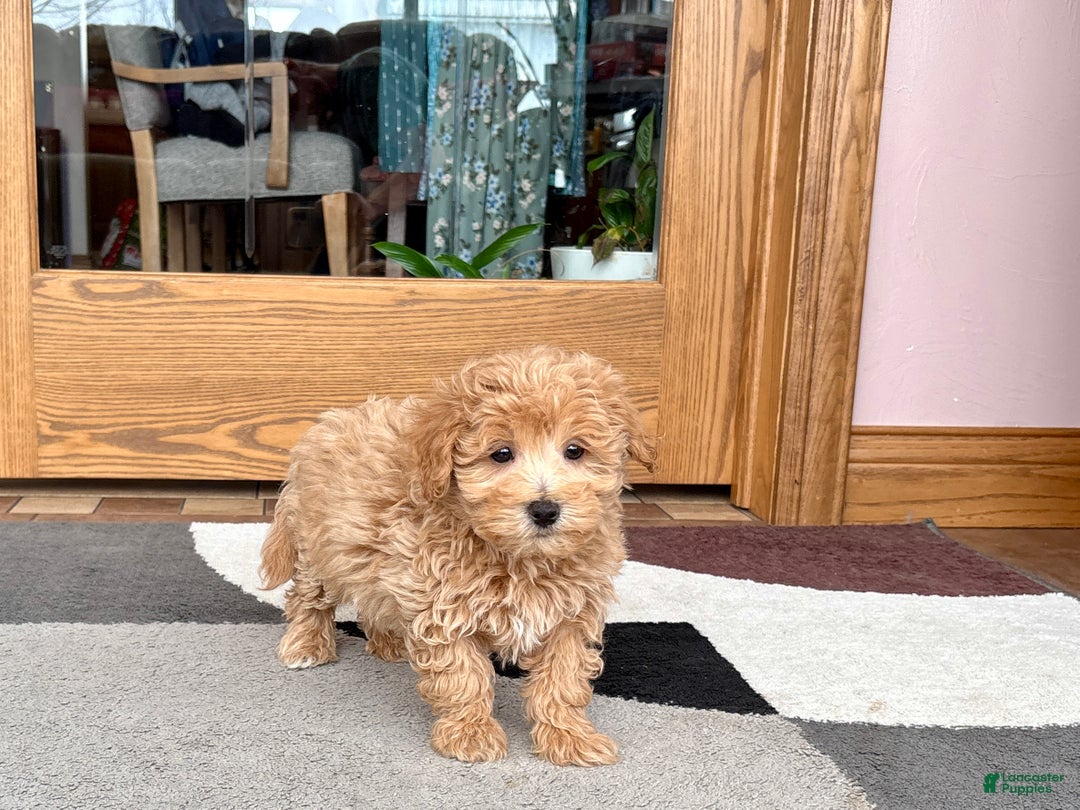 Maltipoo dogs for sale: Tigger  - Ad 6
