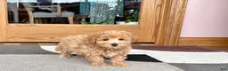 Maltipoo dogs for sale: Tigger  - Ad 6