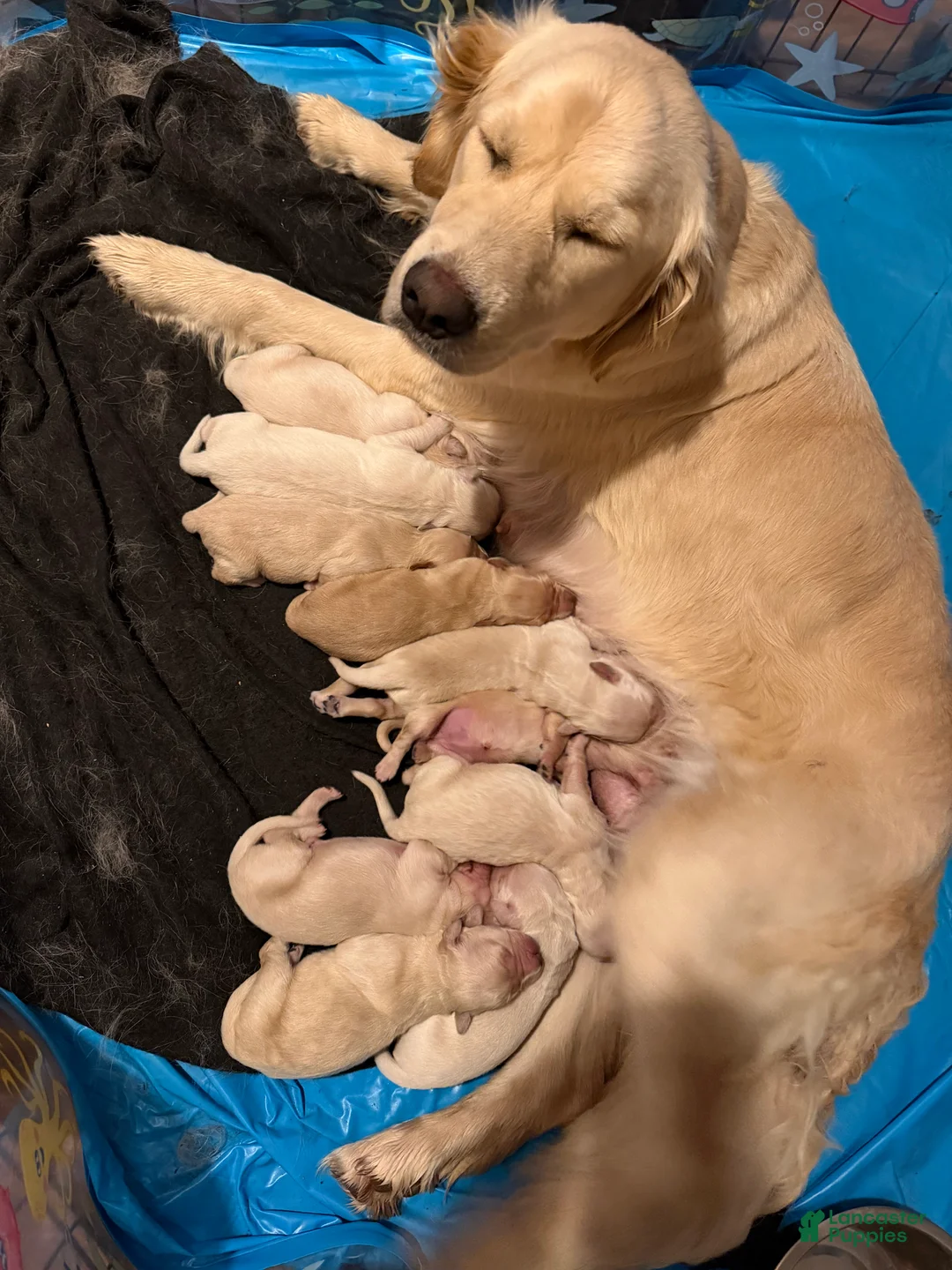 Golden Retriever dogs for sale: Golden Retriever Puppy 9 - Ad 1
