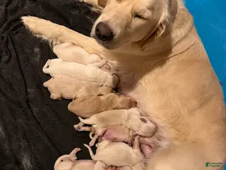 Golden Retriever dogs Golden Retriever Puppy 9 - Ad 4