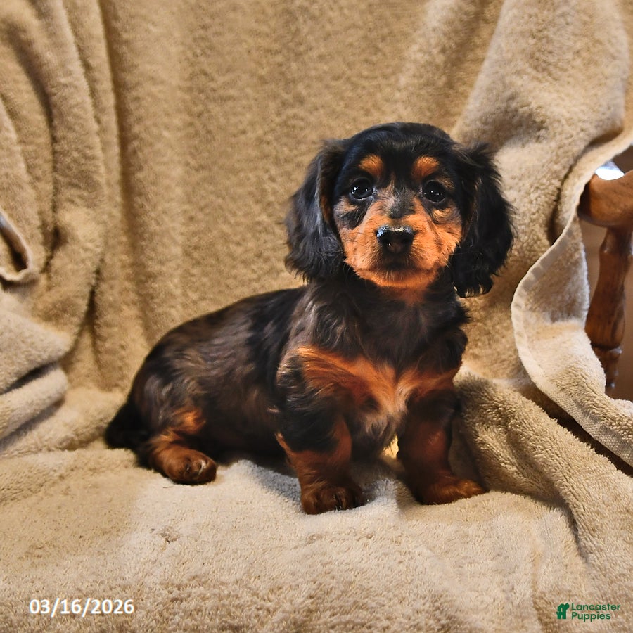 Miniature Dachshund dogs Silver Brook - Ad 2