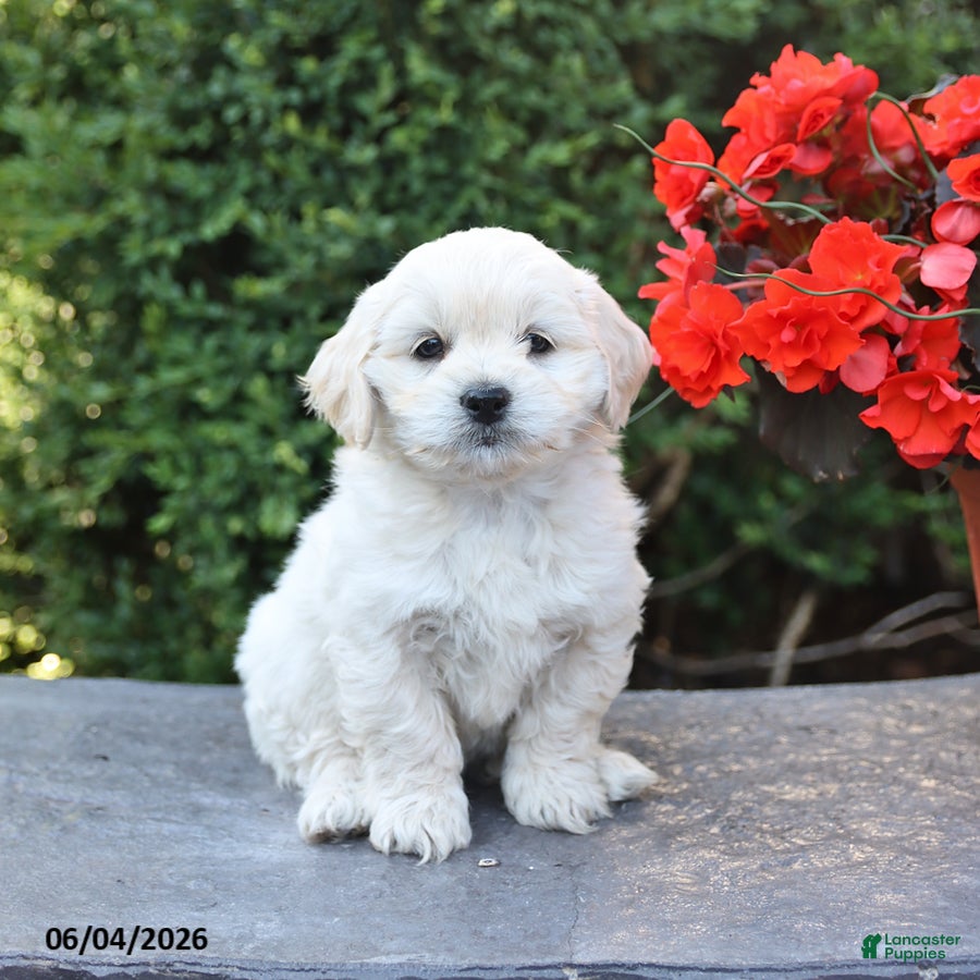 Mixed Breed dogs Elliot - Ad 1
