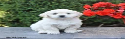 Mixed Breed dogs for sale: Elliot - Ad 1