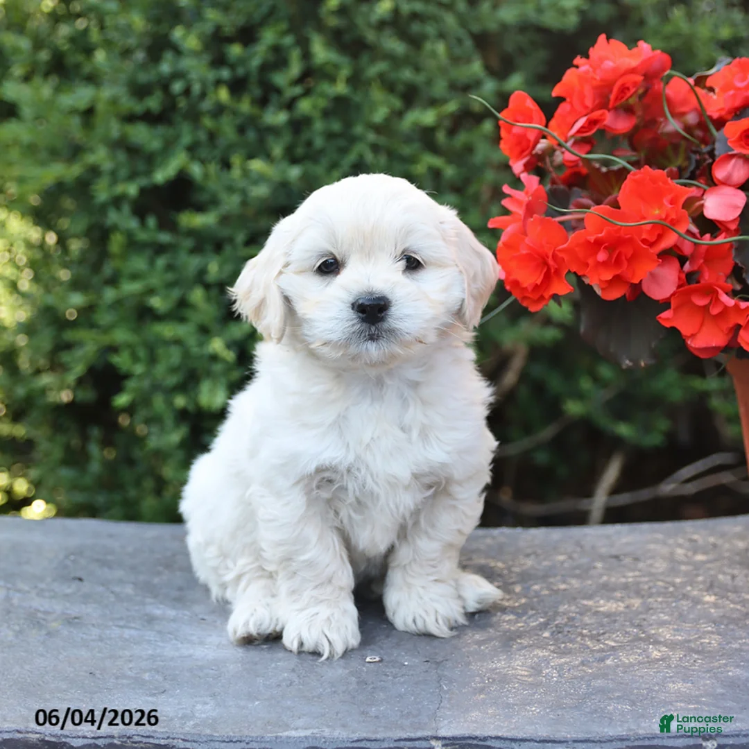Mixed Breed dogs for sale: Elliot - Ad 1