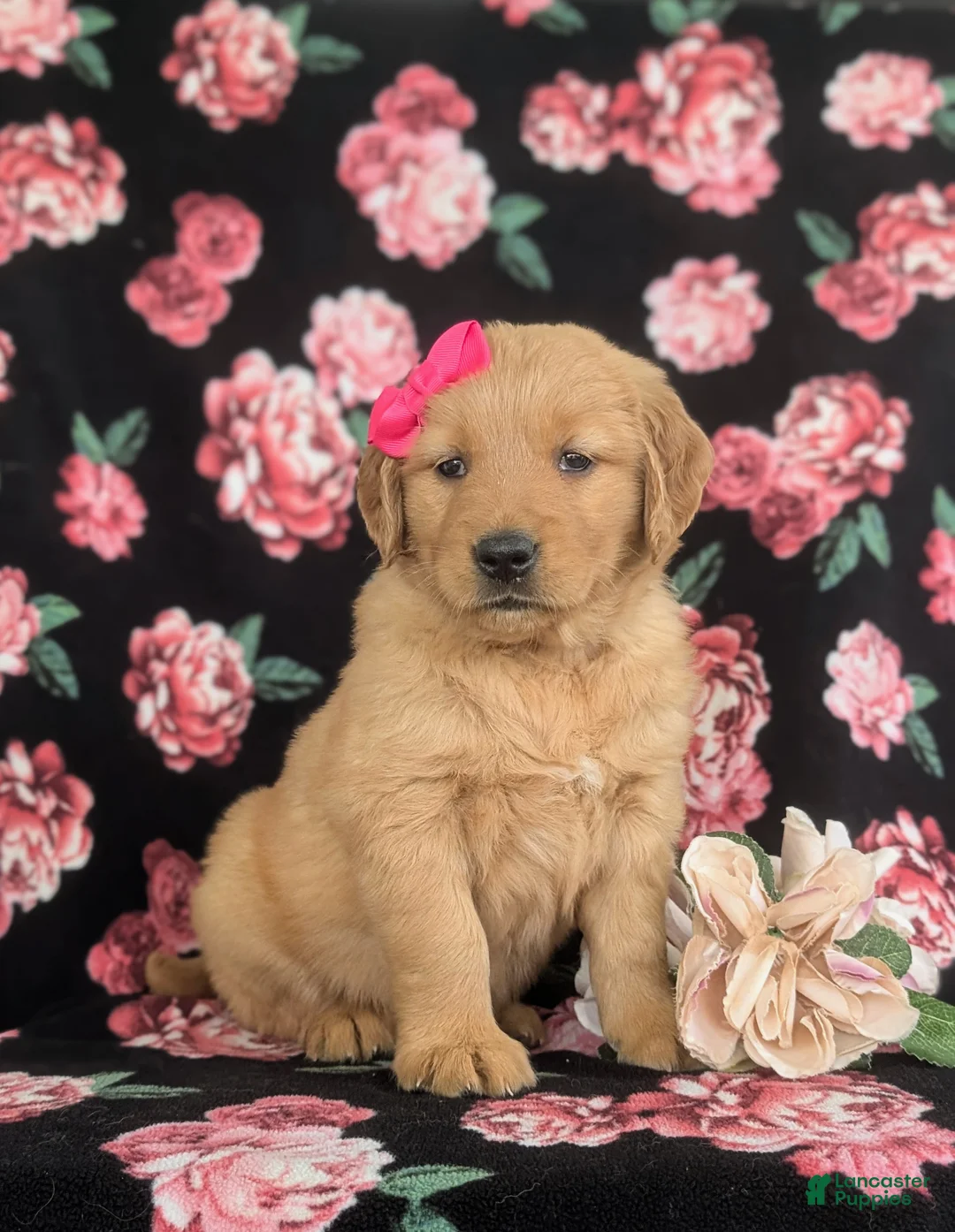 Golden Retriever dogs for sale: Maggie - Ad 1