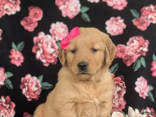 Golden Retriever dogs for sale: Maggie - Ad 4