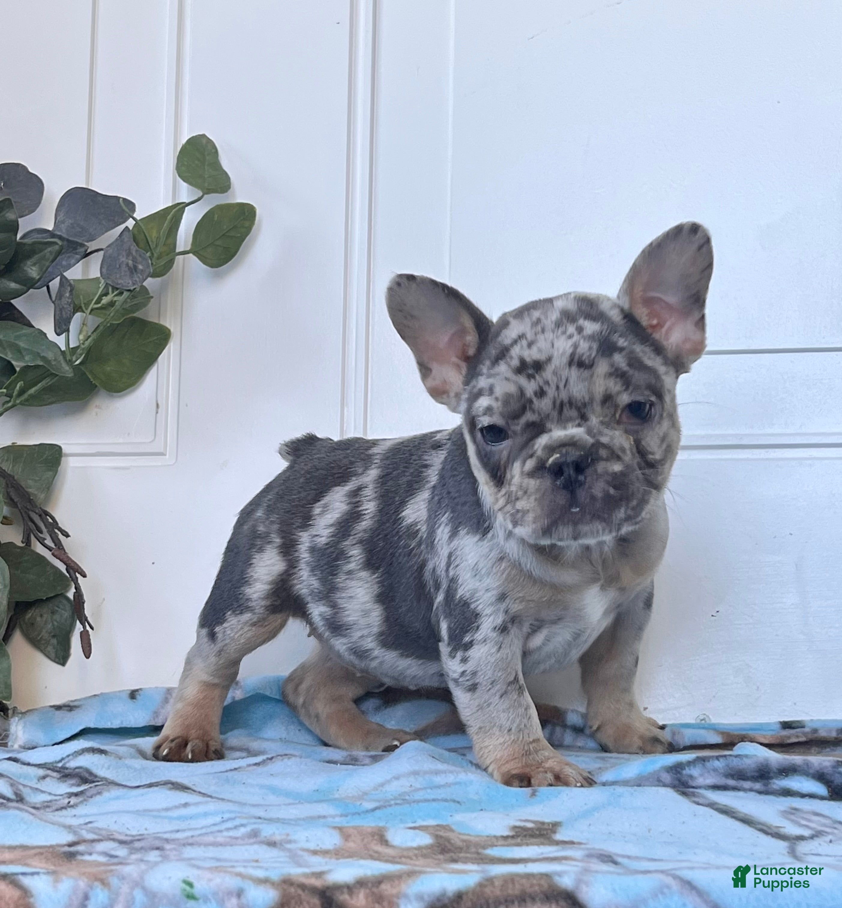 French Bulldog dogs for sale: SADIE❤️🐾AKC Christmas Ready❤️Call 717-471-7087 - Ad 2