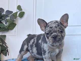 French Bulldog dogs for sale: SADIE❤️🐾AKC Christmas Ready❤️Call 717-471-7087 - Ad 2
