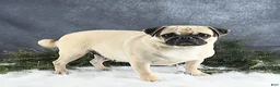 Pug dogs for sale: Logan - Ad 6