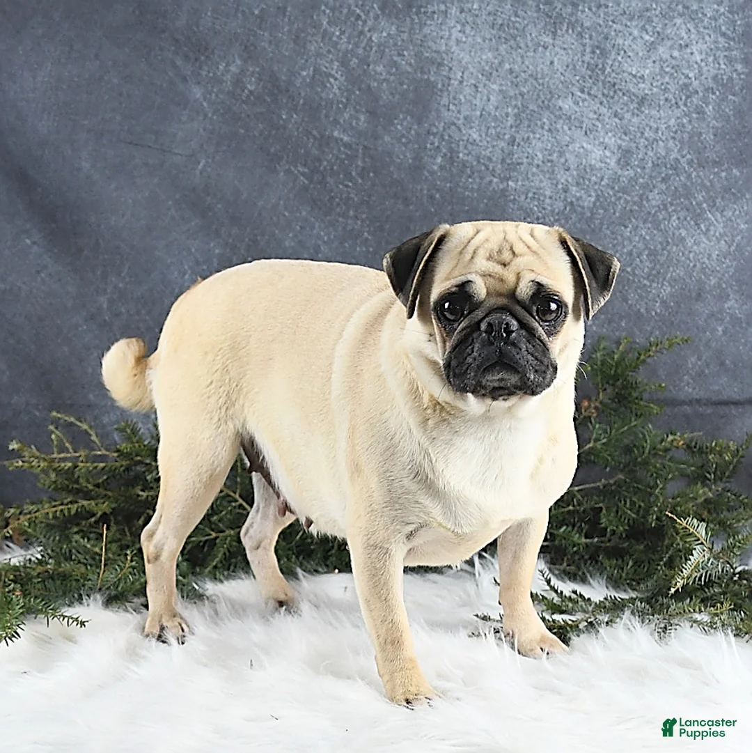 Pug dogs for sale: Logan - Ad 6