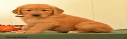 Golden Retriever dogs for sale: Darcie - Ad 3