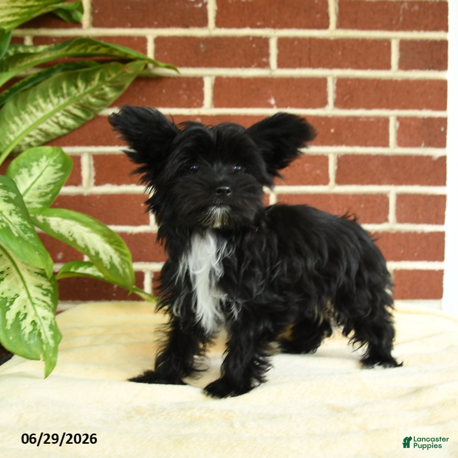 Yorkshire Terrier dogs Stella - Ad 1