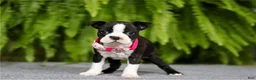 Boston Terrier dogs for sale: Nancy - Ad 3