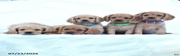 Miniature Golden Retriever dogs for sale: Squash - Ad 5