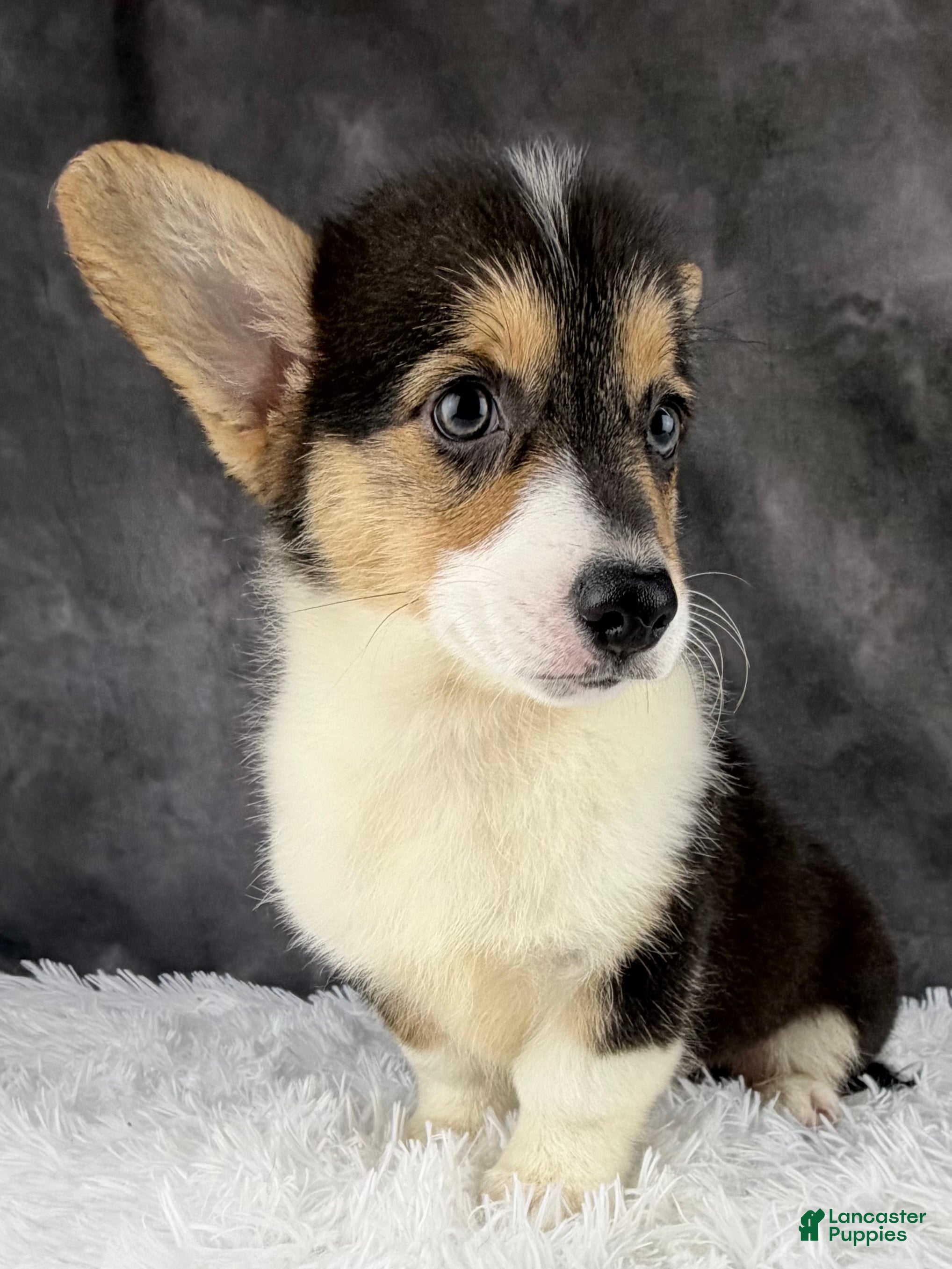 Welsh Corgi Pembroke dogs Charlie tailed baby - Ad 2