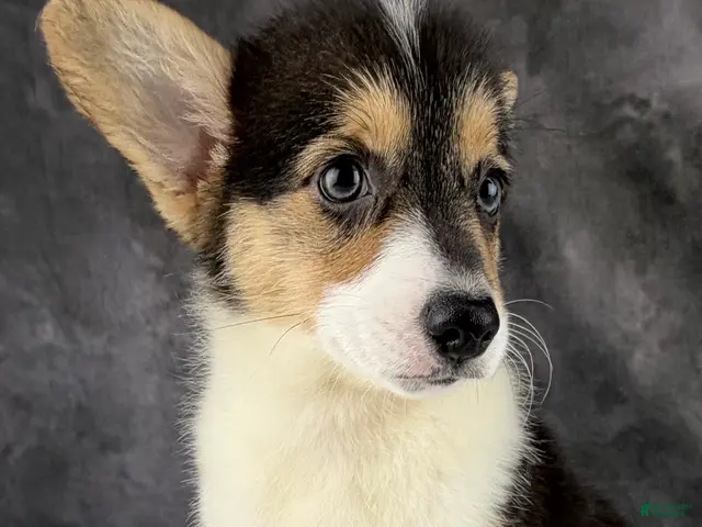 Welsh Corgi Pembroke dogs for sale: Charlie tailed baby - Ad 2
