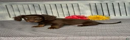 Miniature Dachshund dogs for sale: Emily - Ad 2