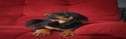 Rottweiler dogs for sale: Tara/ Mocha – Santos Ad-Dirah - Ad 2