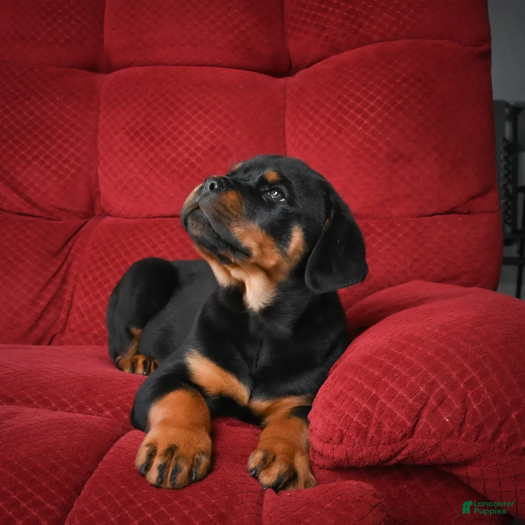 Rottweiler dogs for sale: Tara/ Mocha – Santos Ad-Dirah - Ad 24