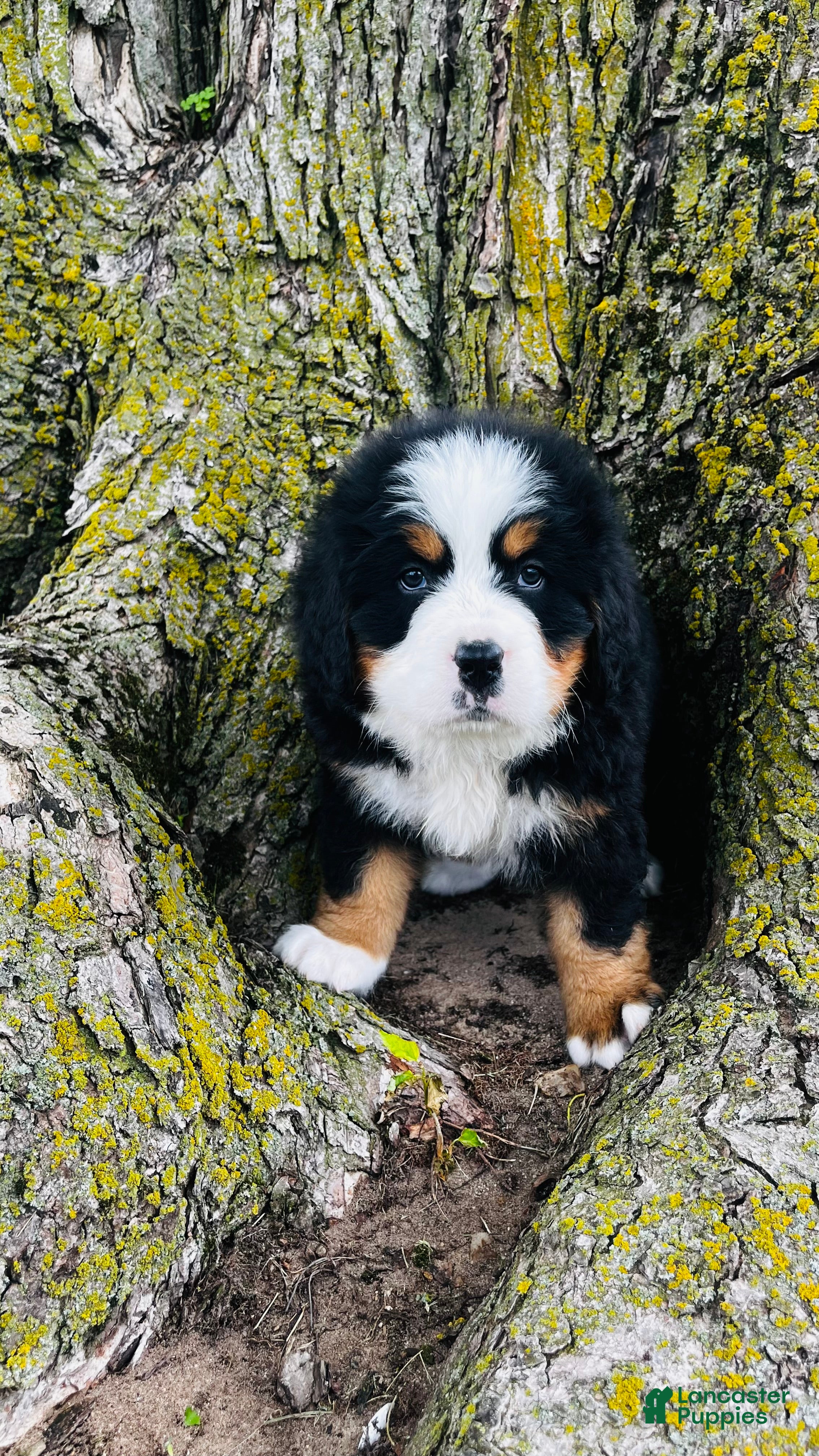Bernese Mountain Dog dogs Callahan - Ad 2