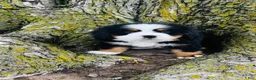 Bernese Mountain Dog dogs for sale: Callahan - Ad 2
