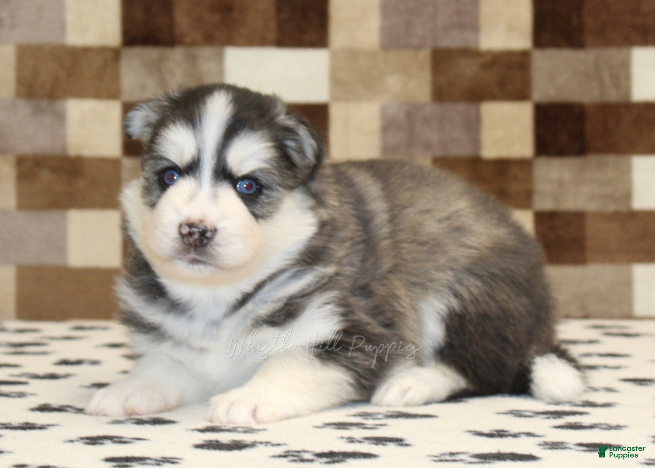 Pomsky dogs Waldo - Ad 2