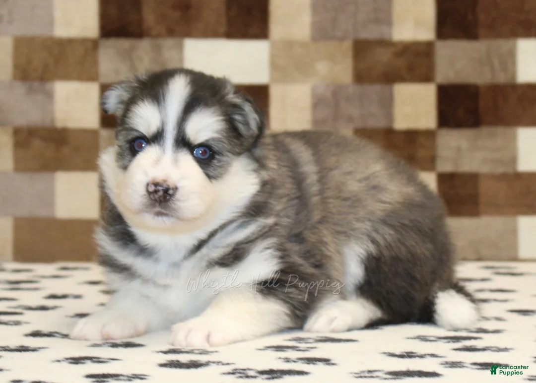 Pomsky dogs for sale: Waldo - Ad 2