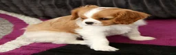 Cavalier King Charles Spaniel dogs for sale: Oliver - Ad 5