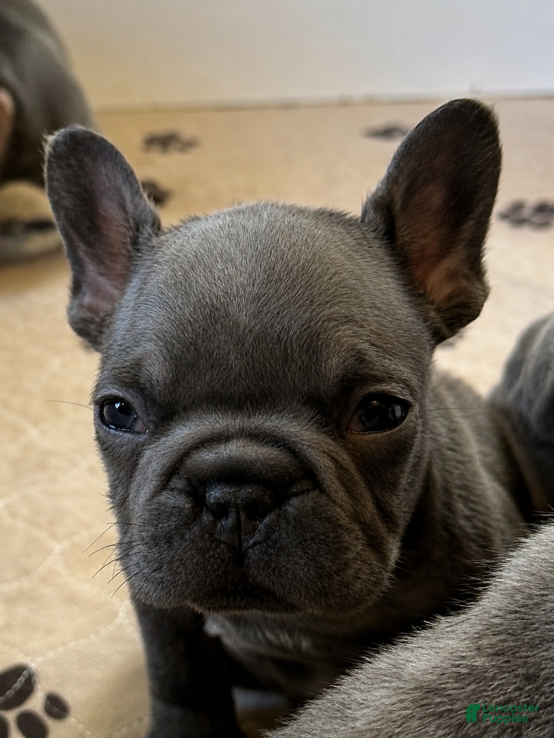 French Bulldog dogs Wilson - Ad 2