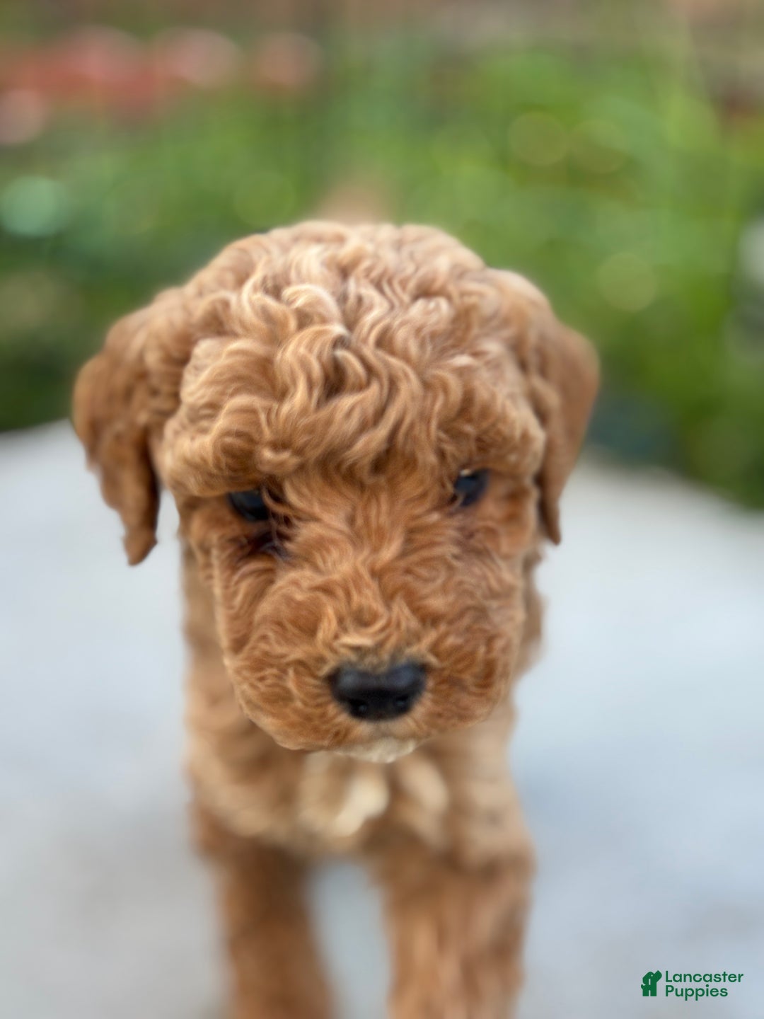 Standard Poodle dogs for sale: Charlie - Ad 7