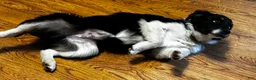 Miniature Australian Shepherd dogs for sale: White - Ad 4