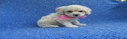 Shihpoo dogs for sale: Hanna - Ad 1