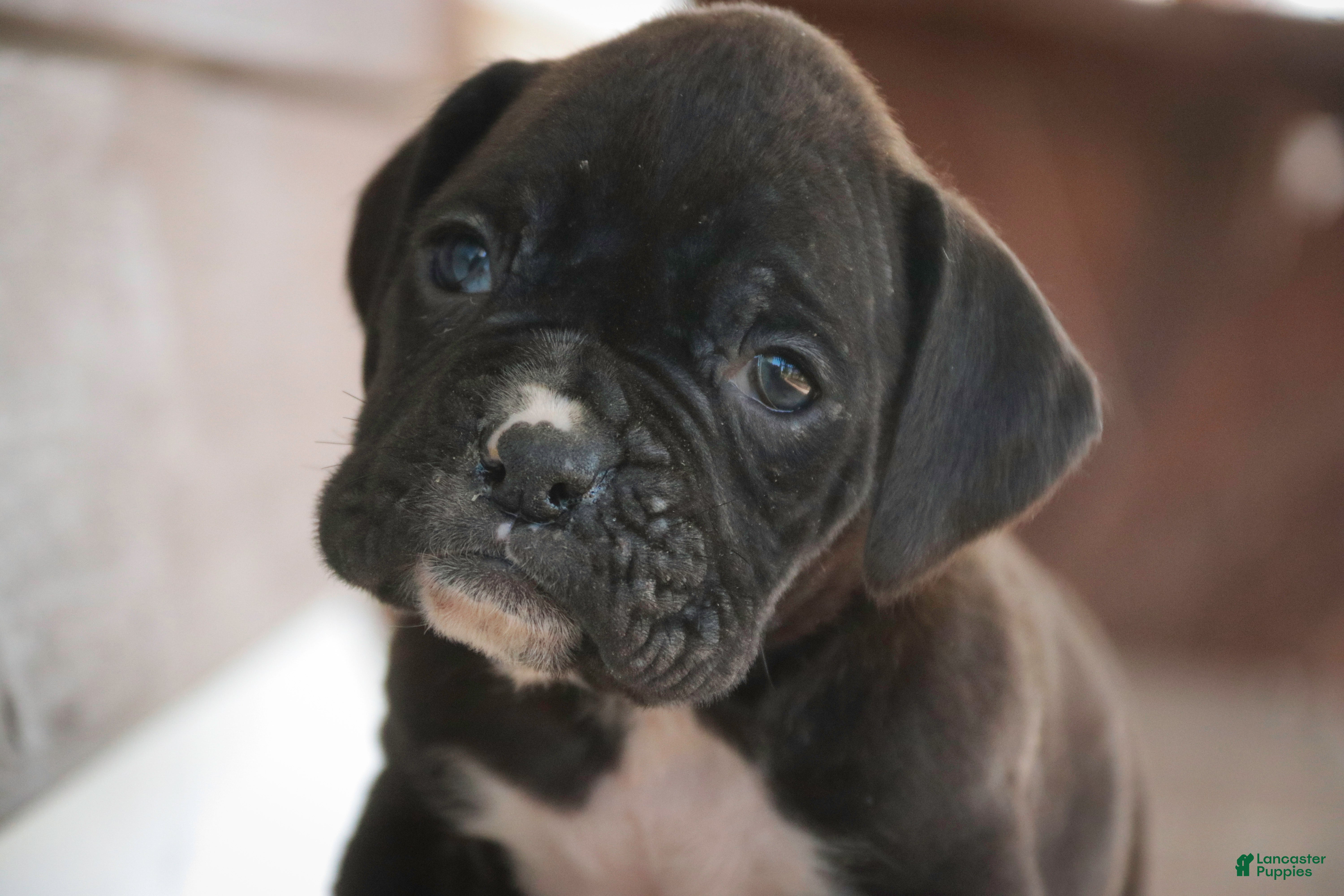 Boxer dogs Rhett - Ad 1