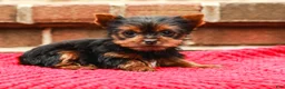 Yorkshire Terrier dogs for sale: Pinky (Extra Small) - Ad 3