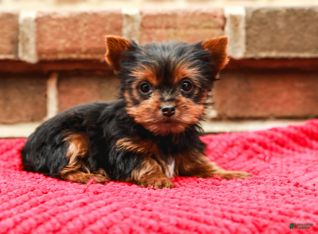 Yorkshire Terrier dogs for sale: Pinky (Extra Small) - Ad 3