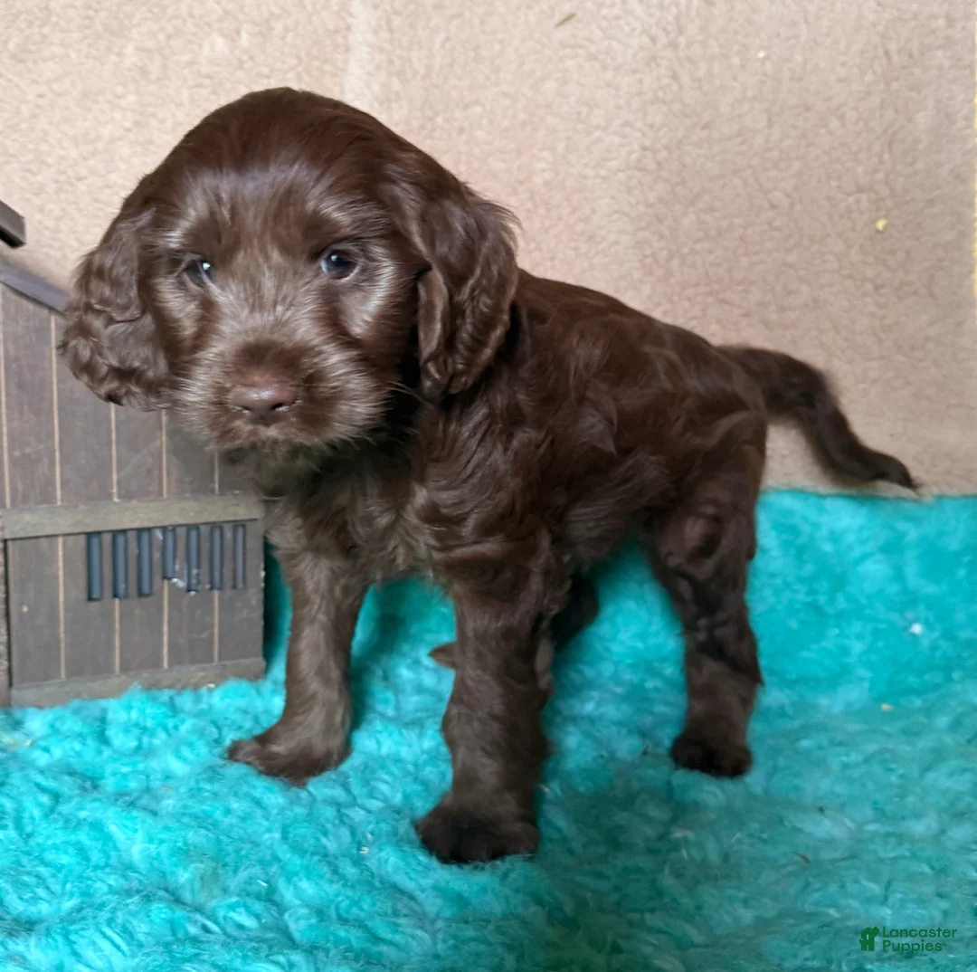 Labradoodle dogs for sale: Labradoodle 5 - Ad 2