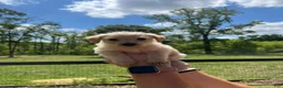 Westiepoo dogs for sale: Otis  - Ad 2