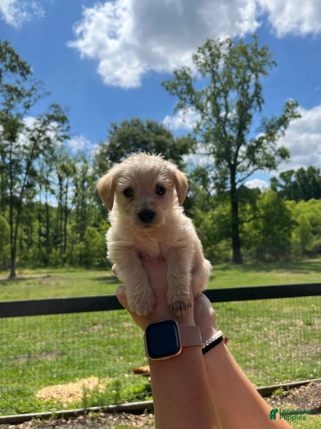 Westiepoo dogs for sale: Otis  - Ad 2