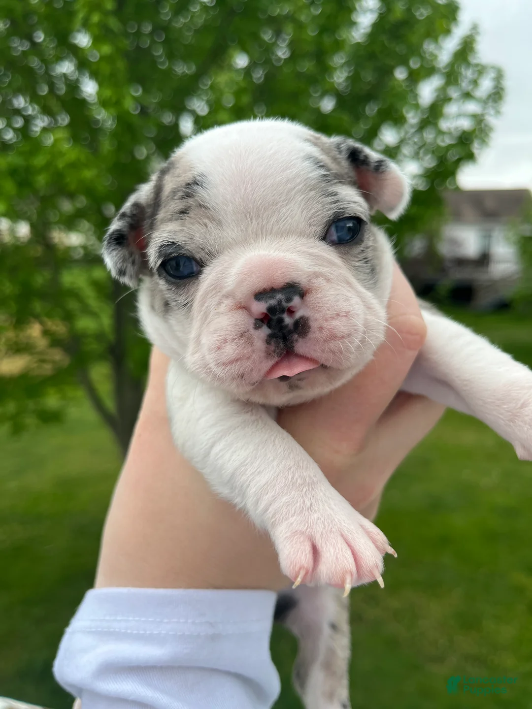 Frenchton dogs for sale: Frenchton Puppy 2 - Ad 2