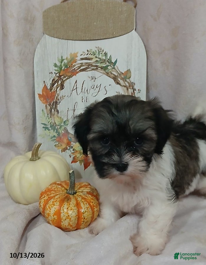 Teddy Bear dogs Lily - Ad 2
