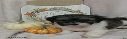 Teddy Bear dogs for sale: Lily - Ad 2