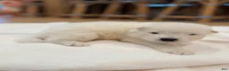 Samoyed dogs for sale: Charlie - Ad 3