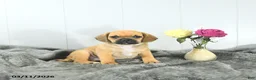 Puggle dogs for sale: Carter - Ad 5