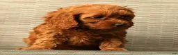 Cockapoo dogs for sale: Princess - Ad 7