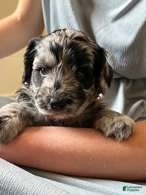 Mini Goldendoodle dogs Poppi Mini Goldendoodle Puppy  - Ad 1