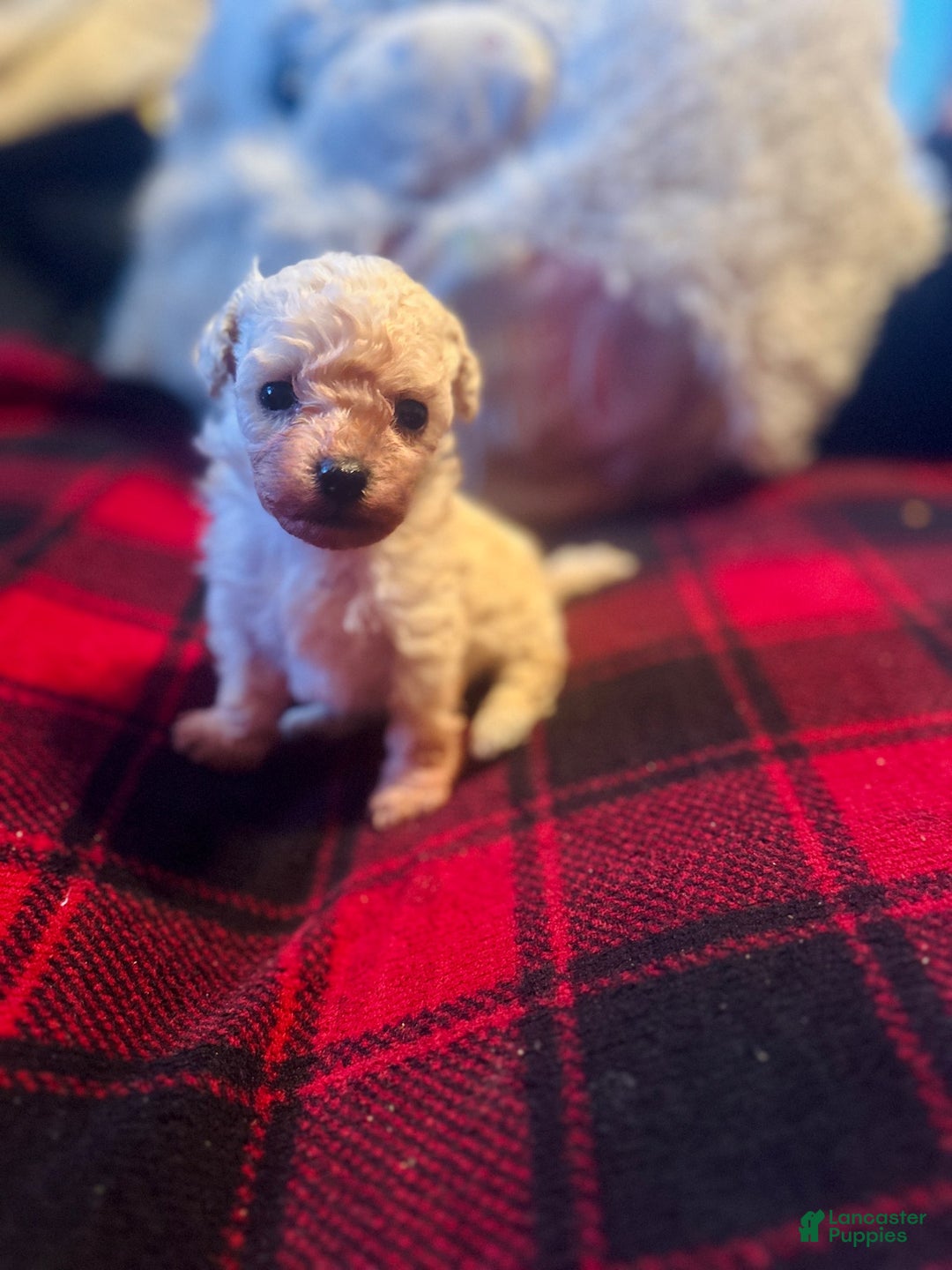 Toy Poodle dogs for sale: Toy Poodle Puppy 2 - Ad 3